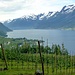 In Lofthus werden, wie überall am Hardangerfjord, Äpfel und Kirschen gezüchtet.