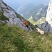 Foto by Valter.
Nessun rapporto amorevole con la roccia... sono proprio attaccato come un ragno! Cadere da lì non sarebbe stato bello...