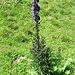 Aconitum compactum (Rchb.) Gayer<br />Ranunculaceae<br /><br />Aconito napello.<br />Aconit compact.<br />Dichtblütiger Blau-Eisenhut.