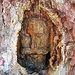Un viso scolpito nel tronco di un albero.