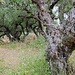 vorbei an alten Olivenbäumen