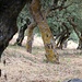 alte Olivenbäume
