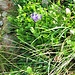 Phyteuma hemisphericum L.<br />Campanulaceae<br /><br />Raponzolo alpino.<br />Raiponce hémisphérique.<br />Halbkugelige Rapunzel.