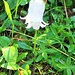 Campanula barbata L.<br />Campanulaceae<br /><br />Campanula barbata.<br />Campanule barbue.<br />Bärtige Glockenblume.