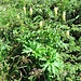 Aconitum altissimum Mill.<br />Ranunculaceae<br /><br />Aconito giallo.<br />Aconit tue-loup.<br />Gewoenlicher Gelb-Eisenhut.