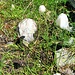 Eriophorum scheuchzeri Hoppe<br />Cyperaceae<br /><br />Pennacchi di Scheuchzer.<br />Linaigrette de Scheuchzer.<br />Scheuchzer Wollgrass.