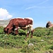 Nella Kaunertal abbiamo visto diverse mucche come questa: pancia e groppa bianca e zampe e fianchi rossicci.
