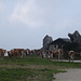 Kühe bei der Steinlingsalm