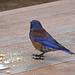 Ein Eastern Bluebird Männchen