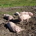 glückliche Schweine auf Isenau