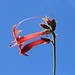Scarlet Gilia (Ipomopsis aggregata, Syn. Gilia aggregata )<br />