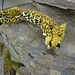 La "carcassa" del leopardo,giace inerme sulla nuda roccia...........