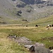 Island-Pferde der Curciusa Alta (I)