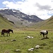 Island-Pferde der Curciusa Alta (II)