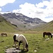 Island-Pferde der Curciusa Alta (III)