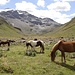 Island-Pferde der Curciusa Alta (IV)