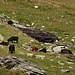 Bei Punkt 2400: Am nördlichen Hang des Tals grasen dutzende von Rindern/Kühen bis hinauf zur Bochetta de Curciusa
