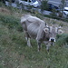 04 Braunviehkuh mit Hörnern / Vaca bruna Suïssa/Andorrana amb banyes 