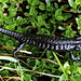 Salamandre témoignant des récentes pluies