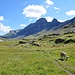 In der ganzen Charetalp trifft man auf weidende Schafe - es sind laut Senn in der Erigsmatt ca. 1'100 Tiere. [http://mythenfilm.ch/resources/alpsummer/echo/130714_zalp.pdf Hier] ein schöner Bericht über die Alpsommer auf der Charetalp. <br />