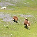 3 der über 1'100 weidenden Schafe ;-)