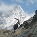 Steinbock vor dem Täschhorn