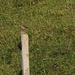 Bergpieper. Noch so ein LBB (little brown bird) den man allenthalben auf den Alpweiden rumfliegen sieht.