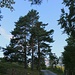 Drei schöne Schwarzkiefern (Pinus nigra) stehen beim P.725m an dem wir während des Abstiegs nach Mäls vorbei kamen.