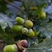Reife Früchte der Traubeneiche (Quercus petraea).