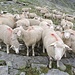 Eine Truppe salzhungriger Schafe