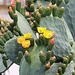 blühender Kaktus