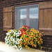 Hinterbergalp mit Blumenfenster