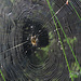 Unglaublich präzise gebaut das Spinnennetz der  Eichblatt-Kreuzspinne (Aculepeira ceropegia) / costruito incredibile precisamente la ragnatela della Aculepeira ceropegia