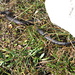 auf ca. 2000 m entdecken wir ein komplett schwarzes Exemplar der [http://de.wikipedia.org/wiki/Kreuzotter Kreuzotter] (Vipera berus), auch "Höllenotter" genannt (Danke an [u ogun]!)