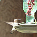 Hummingbird, Kolibri im Anflug