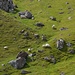 Felsen und Schafe