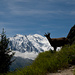 Bleiben Sie bitte ein Moment vor dem Mont Blanc stehen!