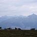 Kühe vor Berglandschaft - ein häufiges Bild
