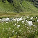 Im feuchten Uferbereich des Bachs lassen sich zahlreiche Moorpflanzen finden, darunter Wollgras und Fettblatt.