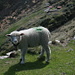 Sheep next to the Rifugio