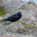 Raven on Blaven