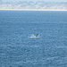 Besuch eines Buckelwales