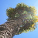 Palm tree in Verdasio