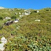 L'ometto di sassi e il pendio di rododendri da risalire per arrivare all'Alpe Scaione.