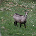 Sometimes you're lucky and you see the chamois before it sees you...

Chamois (Rupicapra rupicapra)