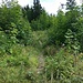 Nach diesem "Urwaldstück" trifft der Steig auf eine Forstraße. Von da noch ca. 1 Stunde zum Vorderen Rauschberg. 