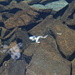 Dead frog in Laghetto dei Salei