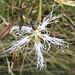 Dianthus superbus