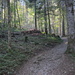 malerischer vorherbstlicher Waldweg von Rhodannenberg zur Alp Saggberg