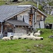 Alp Oberi Meiggu. Siesta halten hier nur die Schafe.